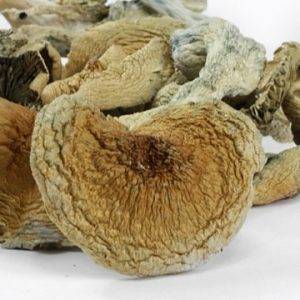 BLUE MEANIE MUSHROOMS 1