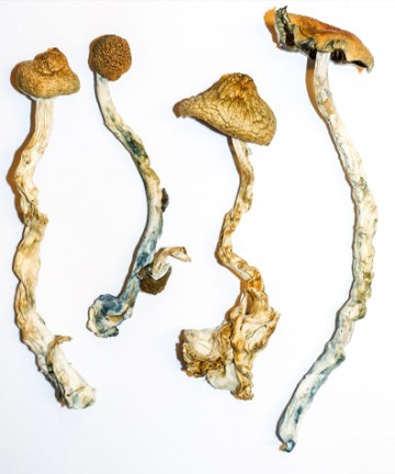 B Cubensis 4