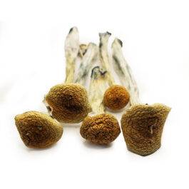 Psilocybe Cubensis 2
