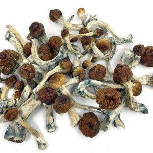 Penis Envy Mushrooms 2